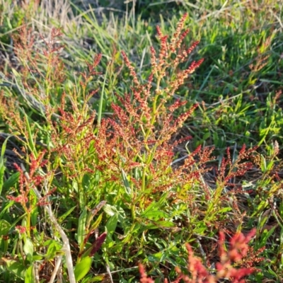 Rumex acetosella (Sheep Sorrel) at Isaacs Ridge - 23 Aug 2023 by Mike