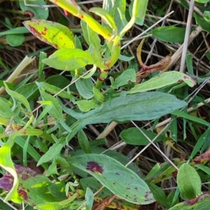 Rumex acetosella at Isaacs, ACT - 23 Aug 2023