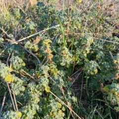 Marrubium vulgare (Horehound) at Isaacs Ridge and Nearby - 23 Aug 2023 by Mike