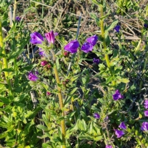 Echium plantagineum at Isaacs, ACT - 23 Aug 2023