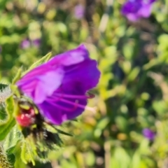 Echium plantagineum at Isaacs, ACT - 23 Aug 2023