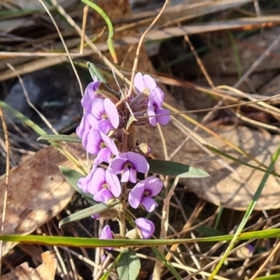 Hovea heterophylla (Common Hovea) at Isaacs Ridge and Nearby - 23 Aug 2023 by Mike