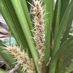 Lomandra longifolia (Spiny-headed Mat-rush, Honey Reed) at Bomaderry Creek Bushcare - 23 Aug 2023 by lbradleyKV