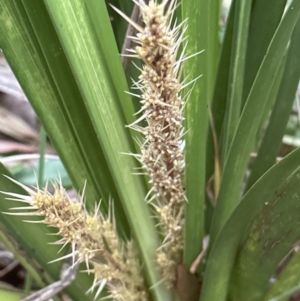 Lomandra longifolia at Bomaderry, NSW - 23 Aug 2023