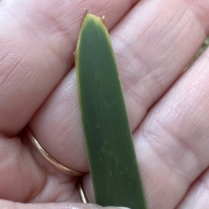 Lomandra longifolia at Bomaderry, NSW - 23 Aug 2023