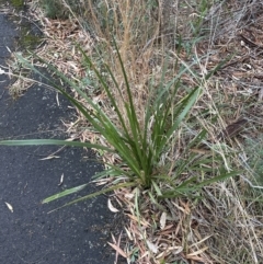 Lomandra longifolia at Bomaderry, NSW - 23 Aug 2023