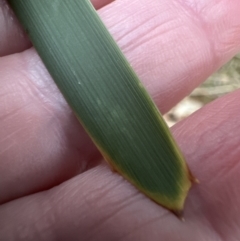 Lomandra longifolia at Bomaderry, NSW - 23 Aug 2023 05:17 PM