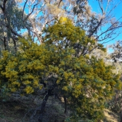 Acacia baileyana (Cootamundra Wattle, Golden Mimosa) at Isaacs Ridge and Nearby - 23 Aug 2023 by Mike