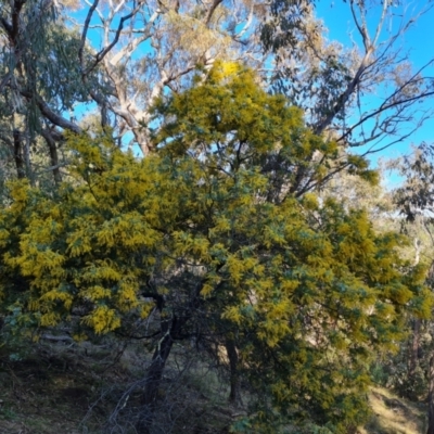 Acacia baileyana (Cootamundra Wattle, Golden Mimosa) at Isaacs Ridge and Nearby - 23 Aug 2023 by Mike