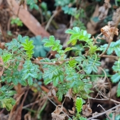 Acaena novae-zelandiae (Bidgee Widgee) at Isaacs, ACT - 23 Aug 2023 by Mike