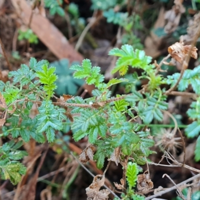 Acaena novae-zelandiae (Bidgee Widgee) at Isaacs Ridge and Nearby - 23 Aug 2023 by Mike