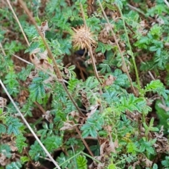 Acaena novae-zelandiae at Isaacs, ACT - 23 Aug 2023 03:27 PM