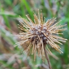 Acaena novae-zelandiae at Isaacs, ACT - 23 Aug 2023