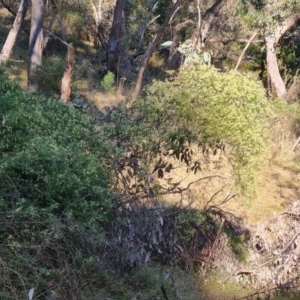 Clematis leptophylla at Isaacs, ACT - 23 Aug 2023