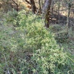 Clematis leptophylla at Isaacs, ACT - 23 Aug 2023