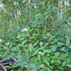 Viburnum tinus (Laurustinus) at Isaacs Ridge - 23 Aug 2023 by Mike