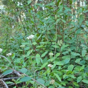 Viburnum tinus at Isaacs, ACT - 23 Aug 2023