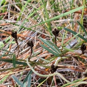 Glycine clandestina at Isaacs, ACT - 23 Aug 2023 02:43 PM