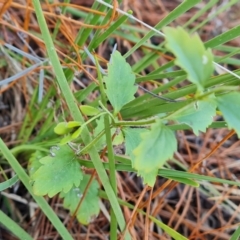 Veronica calycina (Hairy Speedwell) at Isaacs Ridge and Nearby - 23 Aug 2023 by Mike