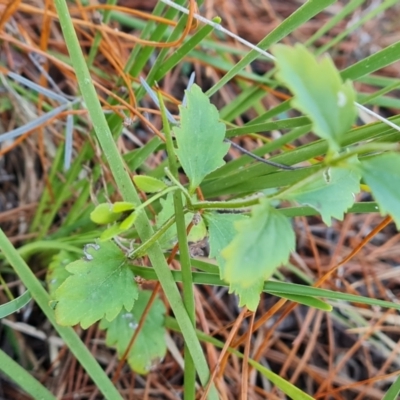 Veronica calycina (Hairy Speedwell) at Isaacs, ACT - 23 Aug 2023 by Mike