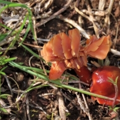 Hygrocybe sp. ‘red’ (A Waxcap) at Harrison, ACT - 23 Aug 2023 by AndyRoo