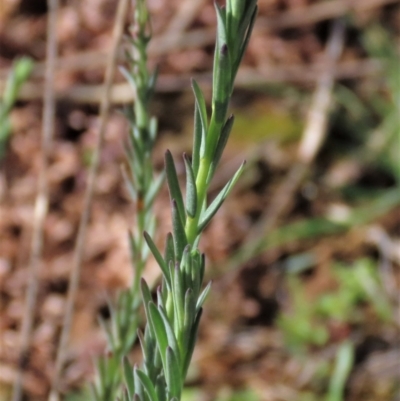 Linum marginale (Native Flax) at Harrison, ACT - 23 Aug 2023 by AndyRoo