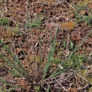 Linum marginale at Harrison, ACT - 23 Aug 2023