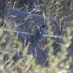 Cinclosoma punctatum at Rendezvous Creek, ACT - suppressed