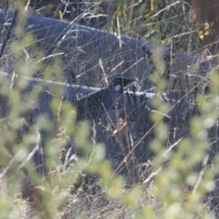 Cinclosoma punctatum at Rendezvous Creek, ACT - suppressed