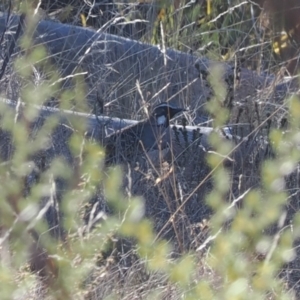 Cinclosoma punctatum at Rendezvous Creek, ACT - suppressed