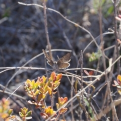 Paralucia crosbyi (Violet Copper Butterfly) at Rendezvous Creek, ACT by RAllen