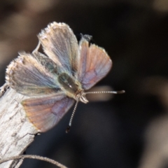 Paralucia spinifera (Bathurst or Purple Copper Butterfly) at suppressed - 23 Aug 2023 by SWishart