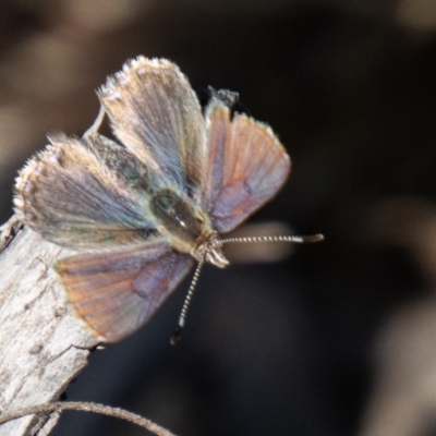 Paralucia spinifera (Bathurst or Purple Copper Butterfly) at suppressed - 23 Aug 2023 by SWishart