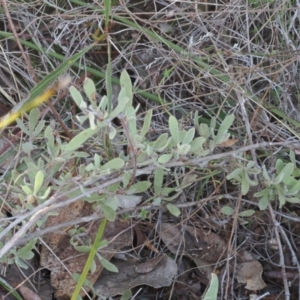 Hibbertia obtusifolia at Rendezvous Creek, ACT - 20 Aug 2023