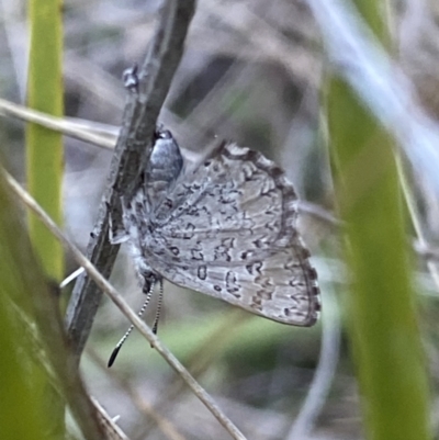 Paralucia spinifera (Bathurst or Purple Copper Butterfly) at Rendezvous Creek, ACT - 20 Aug 2023 by RAllen