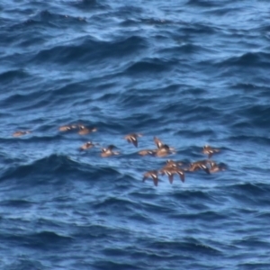 Anas gracilis at Guerilla Bay, NSW - 23 Aug 2023