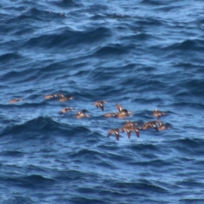 Anas gracilis (Grey Teal) at Batemans Marine Park - 23 Aug 2023 by LisaH