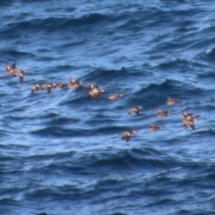 Anas gracilis at Guerilla Bay, NSW - 23 Aug 2023