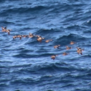 Anas gracilis at Guerilla Bay, NSW - 23 Aug 2023