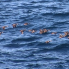 Anas gracilis at Guerilla Bay, NSW - 23 Aug 2023