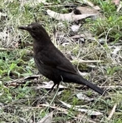 Turdus merula (Eurasian Blackbird) at Bomaderry Creek Regional Park - 23 Aug 2023 by lbradley