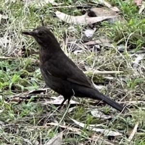 Turdus merula at North Nowra, NSW - 23 Aug 2023 03:38 PM