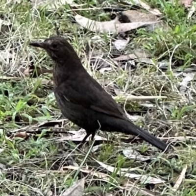 Turdus merula (Eurasian Blackbird) at North Nowra, NSW - 23 Aug 2023 by lbradley