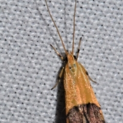 Crocanthes micradelpha (A longhorned moth) at Sheldon, QLD - 20 Aug 2021 by PJH123