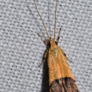 Crocanthes micradelpha at Sheldon, QLD - suppressed