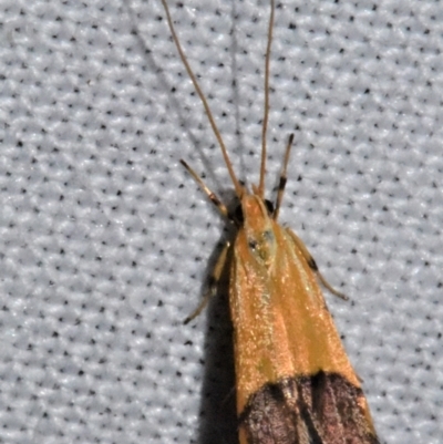 Crocanthes micradelpha (A longhorned moth) at Sheldon, QLD - 20 Aug 2021 by PJH123