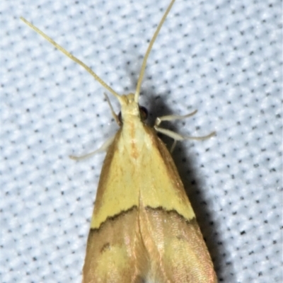 Crocanthes prasinopis (A Curved -horn moth) at Sheldon, QLD - 20 Aug 2021 by PJH123