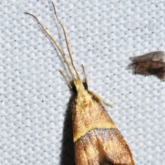 Crocanthes prasinopis at Sheldon, QLD - suppressed