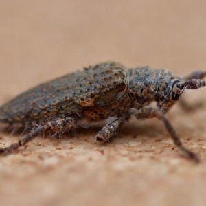 Rhytiphora sp. (genus) at Moruya, NSW - suppressed