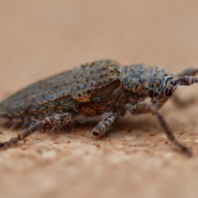 Rhytiphora (genus) (Longhorn beetle) at Moruya, NSW - 23 Aug 2023 by LisaH